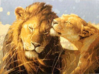 Lions - Painting By Numbers 40x50cm (  )